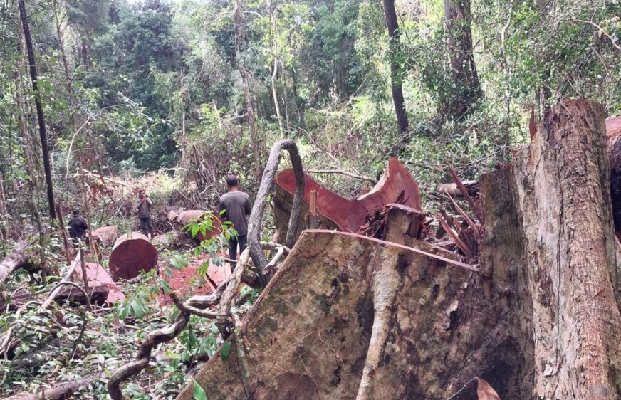 បណ្ដាញសហគមន៍ព្រៃឡង់ ស្នើរដ្ឋាភិបាលដកហូតសិទ្ធិសម្បទានសេដ្ឋកិច្ចពីក្រុមហ៊ុន និងទប់ស្កាត់បទល្មើសនៅព្រៃឡង់