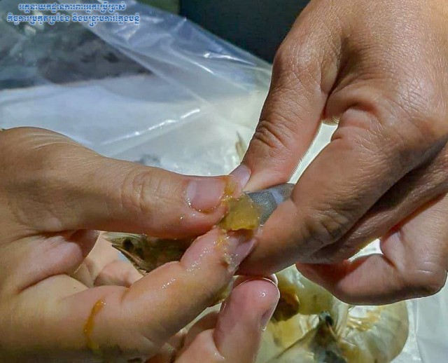 បង្គា​ចាក់​ចាហួយ​ចំនួន​៦​តោន នាំចូល​ពី​វៀតណាម ត្រូវបាន​អាជ្ញាធរ​រឹបអូស