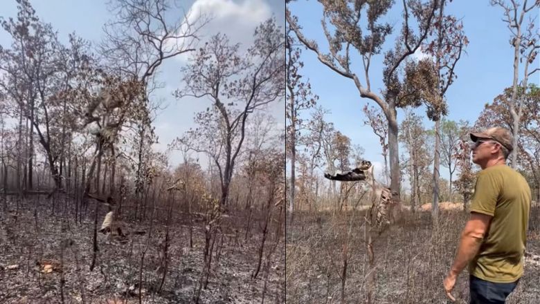 មន្ត្រី​ជំនាញ​កំពុង​ស៊ើបអង្កេត​មុខសញ្ញា​អ្នកបង្ក​ឱ្យមាន​ភ្លើង​ឆេះ​ដែនជម្រកសត្វព្រៃ