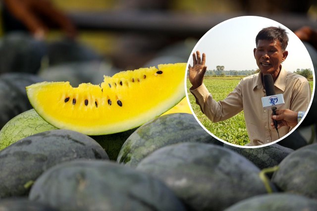 ទោះចាយទុនខ្ពស់ កសិករ ប៉ែន អាន សាកល្បងដាំឪឡឹកលឿងផ្គត់ផ្គង់ទីផ្សារក្នុងខេត្តសៀមរាប