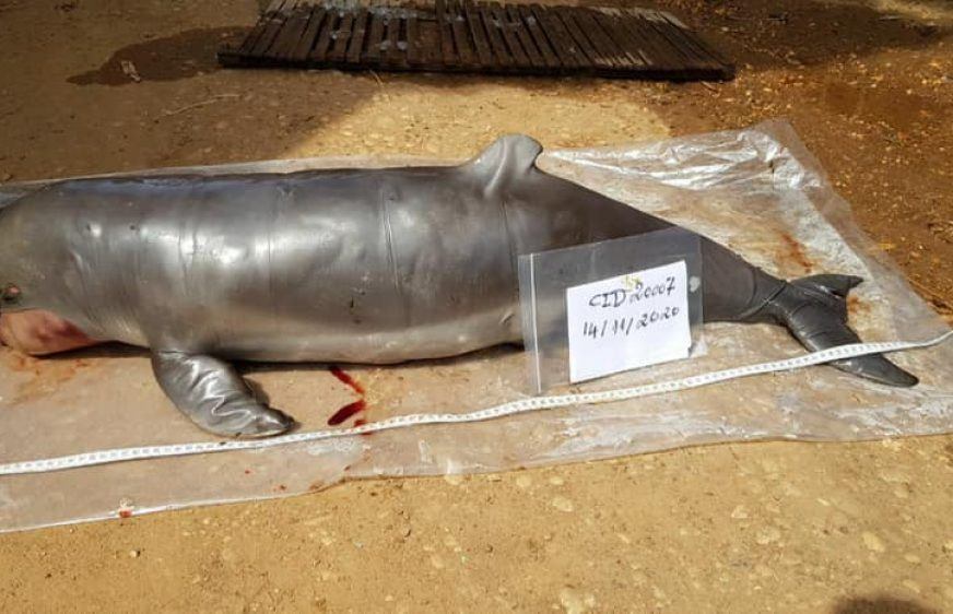 សហគមន៍អេកូទេសចរណ៍ក្នុងខេត្តស្ទឹងត្រែងបារម្ភសត្វផ្សោតផុតពូជ