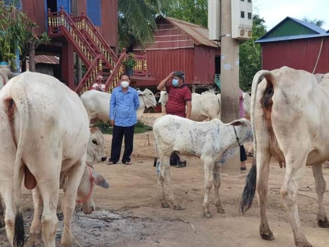 ជំងឺដុំពកស្បែកលើសត្វគោ កំពុងបង្កក្ដីបារម្ភដល់ពលរដ្ឋ ក្នុងខេត្តត្បូងឃ្មុំ