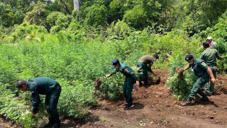 សមត្ថ​កិច្ច​កំ​ពុងសា​ក​សួរ​ម​នុស្ស ៤ នា​ក់ ពា​ក់​ព័​ន្ធនឹង​ការលួច​ដាំកញ្ឆាជិត​ ៧ ពា​ន់ដើ​មនៅ​មណ្ឌល់​គីរី