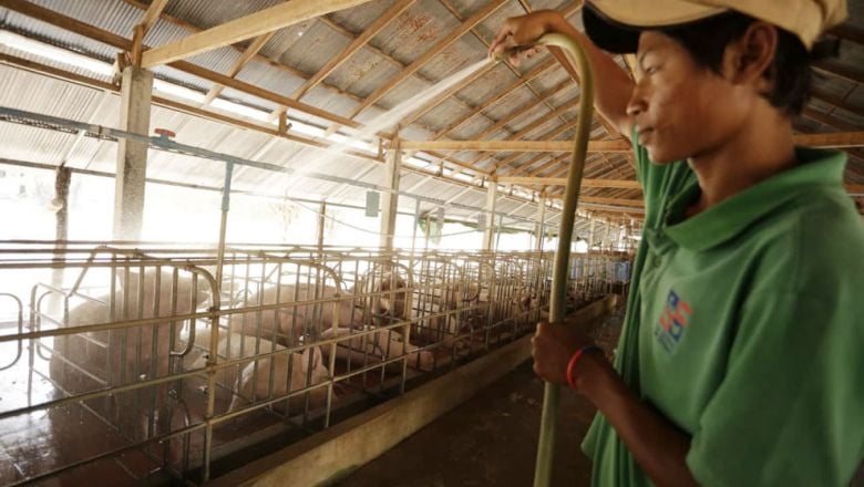 វិស័យ​ចិញ្ចឹម​សត្វ​ប្រឈម​កង្វះ​គ្រឿង​ផ្សំ​ចំណី​សត្វ និង​ថ្នាំ​បង្ការ