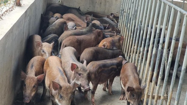 កសិករ​​ចិញ្ចឹម​​ជ្រូក​​នៅ​​ខេត្ត​មួយ​​ចំនួន​ត្អូញត្អែរ​​តម្លៃ​ជ្រូក​​ថោក ​រដូវ​​ចូល​​ឆ្នាំ​​ចិនដោយ​សារ​​ឈ្មួញ​​នាំ​​ចូល​​សាច់​​ជ្រូក​