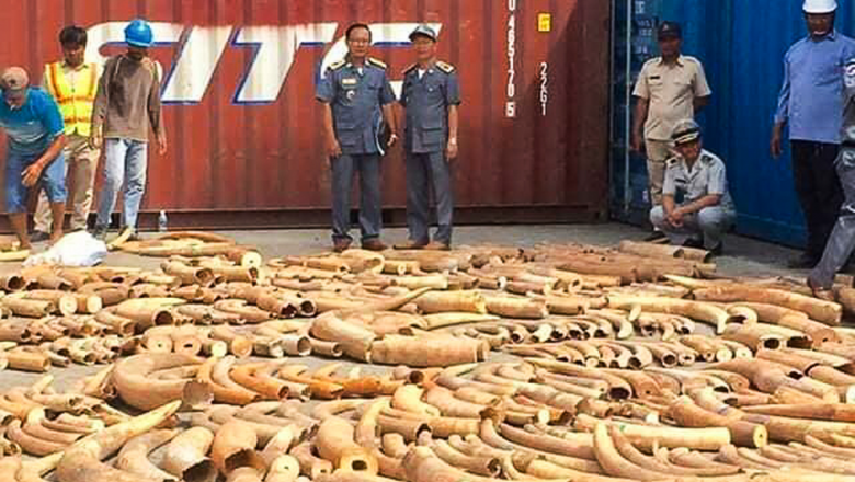 ក្រសួង​យុត្តិធម៌​ និង​ WCS ផ្តល់​បទពិសោធ​រឿងក្តី​ប្រឆាំង​ការជួញ​ភ្លុក​ដំរី កុយ​រមាស​ដល់​ចៅក្រម ព្រះរាជអាជ្ញា