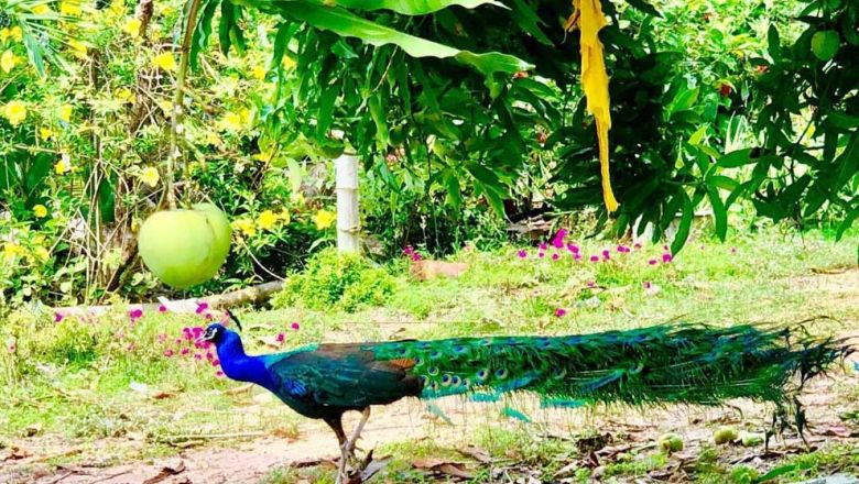 ​រដ្ឋបាល​ព្រៃឈើ កោះហៅ​អ្នក​ចិញ្ចឹមសត្វ​ក្ងោក​ឱ្យ​ចូលទៅ​បំភ្លឺ​ 