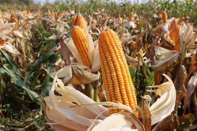 ទីផ្សារ​ពោតក្រហម​នៅ​ត្បូងឃ្មុំ នៅ​ល្អ និង​តម្លៃ​សមរម្យ