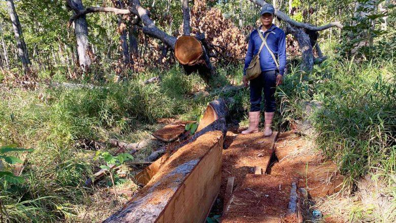 អាជ្ញាធរ​កំពុង​រៀបចំ​ផ្តល់​ដី​ដល់​ពលរដ្ឋ​ ៣១ ​គ្រួសារ​ ដើម្បី​ជា​ថ្នូរ​ឱ្យ​ចាកចេញ​ពី​ឧទ្យាន​ជាតិ​ឫស្សីត្រឹប