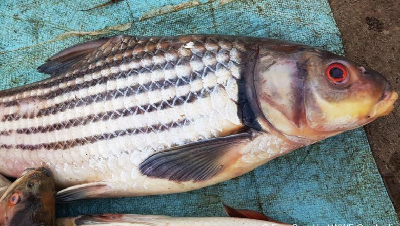 អង្គការ​ ១៦: ១ ​ភាគ​ ៣ ​នៃ​ត្រី​ទឹកសាប​កំពុង​ឈាន​ទៅរក​ការផុត​ពូជ