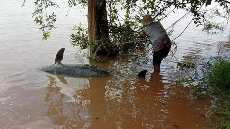 ប្រទះឃើញ​ផ្សោត​ងាប់ ១ ក្បាលថ្មី​ទៀត នៅ​អន្លង់​ផ្សោតអូរ​ឈើទាល