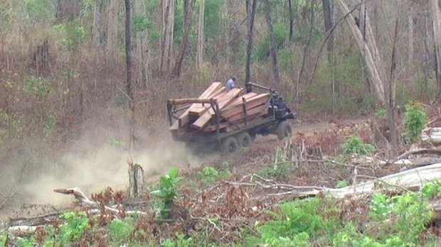 សហគមន៍​ព្រៃ​ឡង់​បន្ត​រក​ឃើញ​បទ​ល្មើស​ព្រៃ​ឈើ​ទ្រង់ទ្រាយ​ធំ​ពាក់ព័ន្ធ​នឹង​ក្រុមហ៊ុន​វៀតណាម PNT