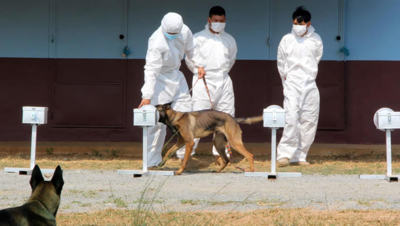 មន្ត្រី​ជំនាញ​ស៊ីម៉ាក់​ចាប់ផ្តើម​បង្វឹក​សុនខ​ ១០ ​ក្បាល ​ឱ្យ​ចេះ​ហិតក្លិន​រក​អ្នក​ផ្ទុកមេរោគ​កូវីដ