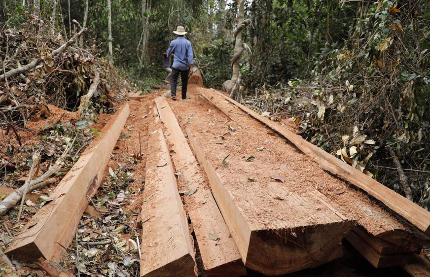 ជនជាតិភាគតិចនៅខេត្តព្រះវិហារ ទទូចឱ្យអាជ្ញាធរពង្រឹងការអនុវត្តច្បាប់ ក្រោយរកឃើញបទល្មើសកាប់ឈើជាថ្មីទៀត