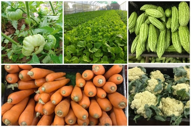 អ្នកជំនាញ​៖ កសិករ​គួរ​ដាំ​បន្លែ តាម​តម្រូវការ​ទីផ្សារ​ជាង​ដាំ​តាមចិត្ត ចៀសវាង​បញ្ហា​ប្រឈម