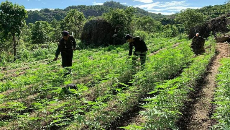 កញ្ឆា​ជិត​ ២ ០០០ គុម្ព ​ដែល​ដាំ​ខុសច្បាប់ ​ត្រូវបាន​បង្ក្រាប​នៅ​ខេត្ត​តាកែវ ​និង​ខេត្ត​បាត់​ដំបង