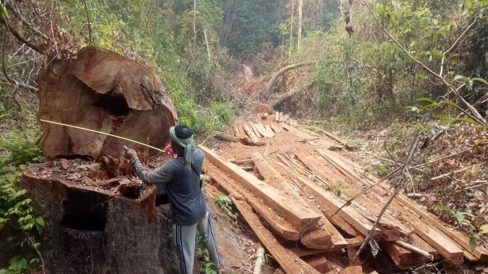 សមាគមបណ្តាញយុវជនកម្ពុជារកឃើញការកាប់ព្រៃឈើជាង១០០ករណីបន្ថែម ក្នុងដែនជម្រកសត្វព្រៃព្រះរកា