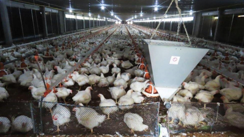 ក្រសួង​ហាម​នាំចូល​ និង​ផលិត​ពូជ​មាន់​សាច់ តែ​កំពុង​ជួយ​រក​ដំណោះស្រាយ​វិបត្តិ​គ្មាន​ទីផ្សារ