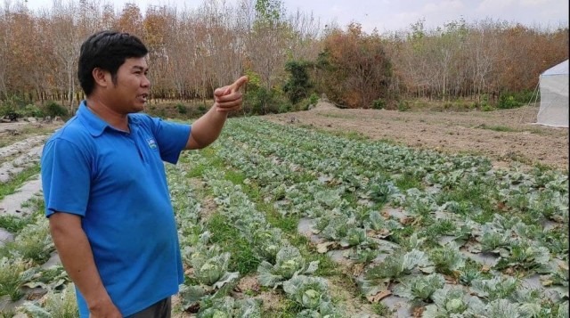 បន្លែ​ពី​សហគមន៍​ពញាក្រែក​រុង​រឿង នៅ​ខេត្ត​ត្បូងឃ្មុំ មាន​ទីផ្សារ