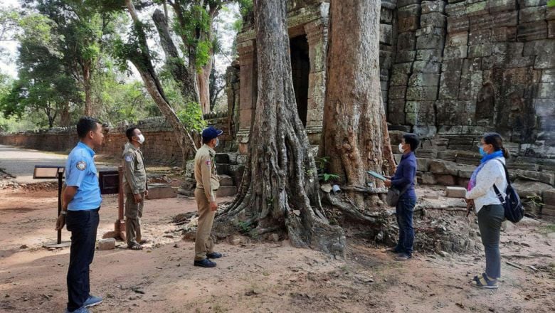 អាជ្ញាធរជាតិ​អប្សរា គ្រោង​កាត់​ដើម​ឈើ ៤ ដើម ដែល​ងាយ​នឹង​ដួល​រលំ ធ្វើ​ឱ្យ​ខូច​ដល់​រចនា​សម័្ពន្ធ​ប្រាសាទ​បន្ទាយក្ដី និង​គ្រោះ​ថ្នាក់​ដល់​ភ្ញៀវទេសច