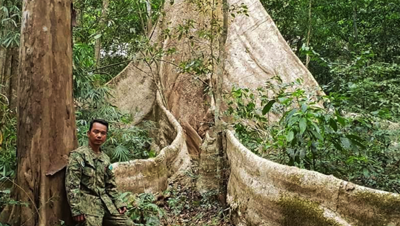 មន្ត្រី​អភិរក្ស​បរិស្ថាន និង​អង្គការ​សន្សំ​ម្លប់​ព្រៃ​ សហការ​​ការពារ​ដើមឈើ​ធំៗ​បាន​ល្អ​ក្នុង​ដែន​ជម្រក​កែវសីមា
