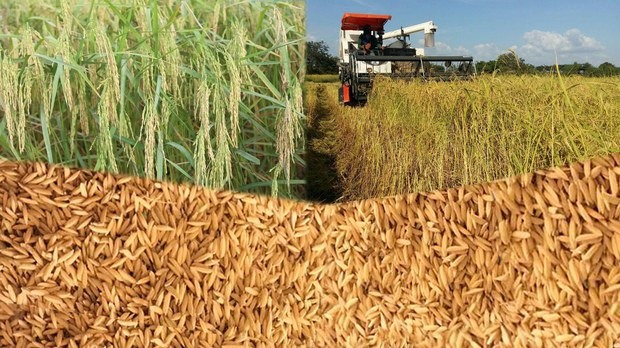 កសិករ​នៅ​ខេត្ត​បាត់ដំបង​ត្អូញត្អែរ​ពី​តម្លៃ​ស្រូវ​ចុះ​ថោក​លក់​មិន​បាន​ប្រាក់​កម្រៃ​ដោះស្រាយ​ជីវភាព