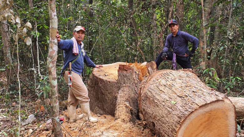 មន្ត្រី​ពី​ស្ថាប័ន​មួយចំនួន​នឹង​ទៅពិនិត្យ​ឧទ្យាន​ជាតិ​ឫស្សី​ត្រឹប ដើម្បី​រក​យន្តការ​ទប់ស្កាត់​បទល្មើស​ព្រៃឈើ