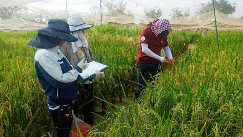 រដ្ឋមន្ត្រី​កសិកម្ម​ជំរុញ​ឱ្យ​កសិករ​ដាំដុះ​ស្រូវ​ក្រអូប​ ដើម្បី​លើកកម្ពស់​ឧស្សាហកម្ម​ស្រូវ​អង្ករ