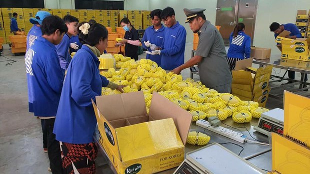 អ្នក​ជំនាញ​កសិកម្ម​ស្នើ​ក្រសួង​កសិកម្ម​រៀបចំ​ប្រព័ន្ធ​ទិន្នន័យ​នៅ​ទូទាំង​ប្រទេស មុន​នឹង​នាំ​ចេញ​ស្វាយ​ស្រស់​ទៅ​ប្រទេស​ចិន