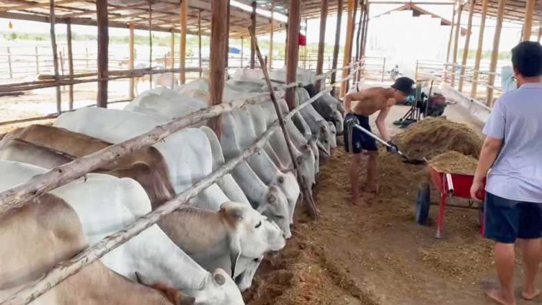 ក្រសួង​បរិស្ថាន ​ផ្ដល់​​សត្វចតុប្បាទ​ចិញ្ចឹម​​ជាច្រើន​ក្បាល​ដល់​សហគមន៍​ការពារ​ធម្មជាតិ