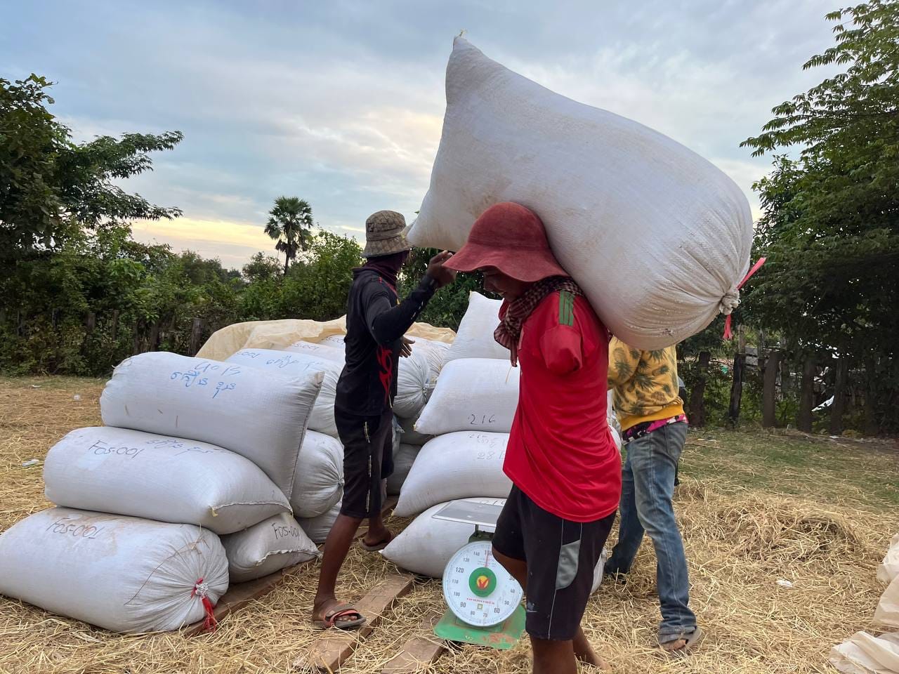 កម្ពុជា នាំចេញស្រូវ-អង្ករបានចំណូលជាង ៧២៣លានដុល្លារ​ នៅត្រីមាសទី១