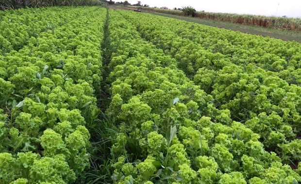 គ្រួសារ​មួយ​រិះគន់​ក្រសួង​សុខាភិបាល​ករណី​កូនស្រី​ស្លាប់​ដោយ​កូវីដ​ជិត​មួយ​ខែ ទើប​ទទួល​ដំណឹង​ក្រោយ​ប្រកាស​ស្វែង​រក​តាម​បណ្តាញ​សង្គម