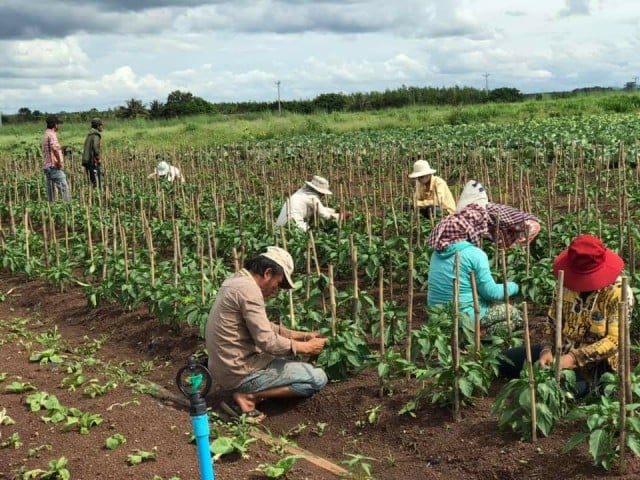 កម្ពុជា នាំចេញបន្លែ និងផ្លែឈើ ជាង១៣០លានដុល្លារ ក្នុងឆ្នាំ២០២០ 
