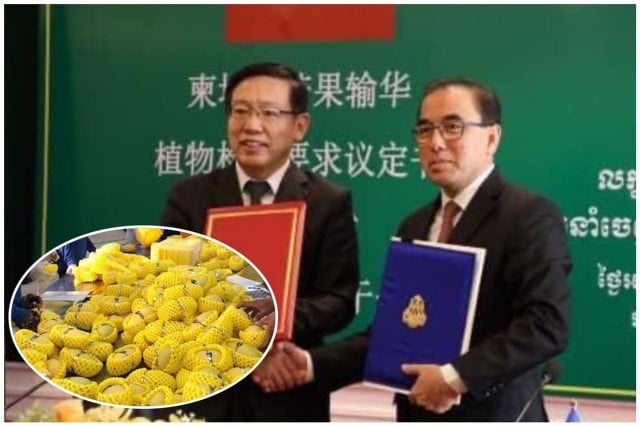 ចម្ការស្វាយចំនួន៣៧ និងរោងចក្រវេចខ្ចប់៥ហើយនៅកម្ពុជា អាចនាំចេញស្វាយស្រស់ផ្ទាល់ទៅចិន 