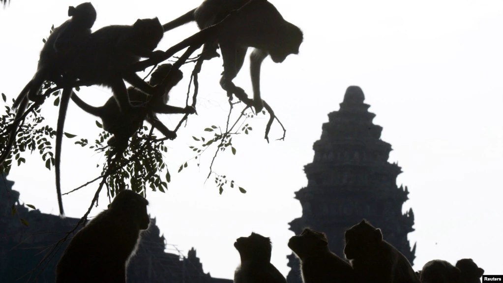 មន្ត្រី​ក្រសួង​កសិកម្ម​ត្រូវ​បាន​ដោះ​លែង​ឱ្យ​នៅ​ក្រៅ​ឃុំ​បណ្តោះ​អាសន្ន ក្រោយ​អាមេរិក​ឃាត់​ខ្លួន​ពី​បទ​ជួញ​ដូរ​សត្វ​ស្វា​ក្តាម 