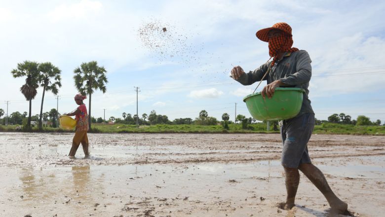 ការបង្កបង្កើន​ផល​ស្រូវ​រដូវវស្សា​របស់​កសិករ​ក្នុងឆ្នាំនេះ ​មាន​សម្ទុះ​លឿន​ជាង​ឆ្នាំមុន