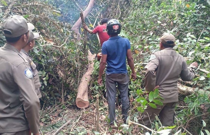 អាជ្ញាធរ​មិន​ទាន់​រក​អ្នក​កាប់​ដើមគ្រញូង​នៅ​តំបន់​អង្គរ​ឃើញ​