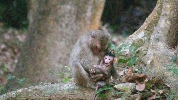 មន្ទីរ​កសិកម្ម​ខេត្ត​សៀមរាប និង​អាជ្ញាធរ​ជាតិ​អប្សរា​កំពុង​រកមុខ​អ្នកធ្វើ​បាប​ស្វា​នៅ​តំបន់​អង្គរ