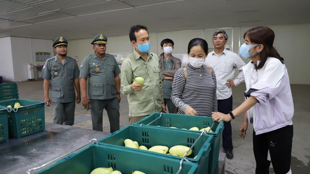 មន្ត្រី​ក្រសួង​កសិកម្ម​ចាប់​ផ្ដើម​ពិនិត្យ​រោង​ចក្រ​ឯកជន​ដើម្បី​នាំ​ស្វាយ​ទៅ​ប្រទេស​ចិន