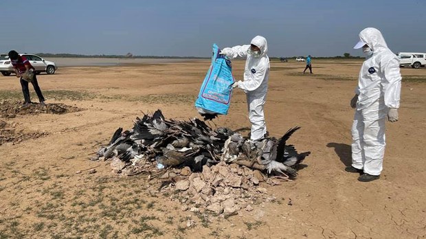 សត្វ​ស្លាប​ជិត​ផុត​ពូជ​ចំនួន​ជិត ២០០ ងាប់​ជា​បន្ត​បន្ទាប់​នៅ​ក្នុង​ខេត្ត​ព្រៃ​វែង