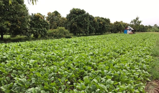 កសិករ​នៅ​ស្រុក​ស្អាង ខេត្ត​កណ្ដាល ត្អូញត្អែរ​អំពី​ផលដំណាំ​លក់​បាន​ថោក