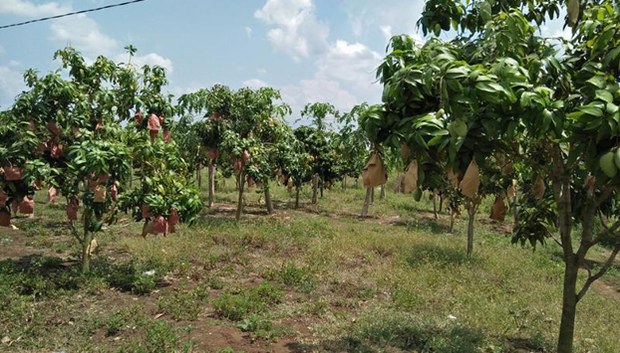 កសិករ​ស្នើសុំ​ឱ្យ​រដ្ឋាភិបាល​ជួយ​​អន្តរាគមន៍​តម្លៃ​ស្វាយ ​ធ្លាក់​ចុះ​ខ្លាំង​មិន​ធ្លាប់​មាន