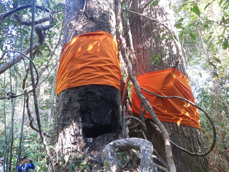 សហគមន៍ព្រៃឡង់ថា ផ្អាក​ពិធី​បំបួស​ដើម​ឈើ​ ខណៈ​ស្ថានការណ៍​នយោបាយ​បច្ចុប្បន្ន​គំរាម​កំហែង​ពួកគេ