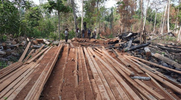 ជនជាតិ​ដើម​ភាគតិច ខេត្តព្រះវិហារ​រក​ឃើញ​បទល្មើស​អារ​ឈើ​ថ្មី​ក្នុង​ព្រៃព្រះរការ​ជិត​ ២០០​ករណី