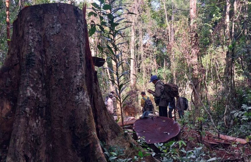 សហគមន៍​ព្រៃឡង់​ខេត្តស្ទឹងត្រែង​បារម្ភ​បាត់បង់​មុខរបរ​ប្រពៃណី ខណៈ​ព្រៃឈើ​បន្ត​រង​ការ​បំផ្លិចបំផ្លាញ