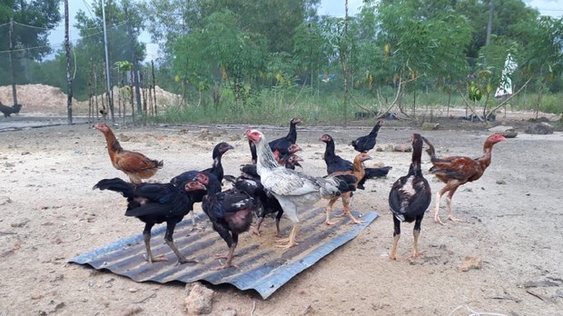 កសិករ​ចិញ្ចឹម​មាន់​នៅ​ខេត្តសៀមរាប​ត្អូញត្អែរ ពី​បញ្ហា​ទីផ្សារ​ចុះថ្លៃ និង​ជំងឺ
