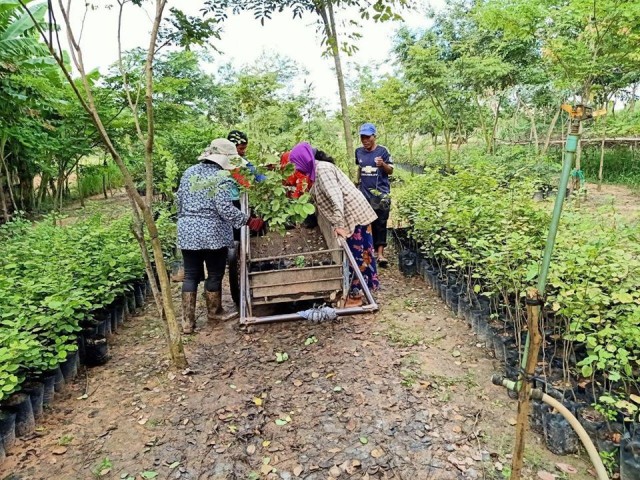 ជាង​១​ខែ​កន្លងមក អាជ្ញាធរ​ជាតិ​អប្សរា​ផ្តល់​កូនឈើ​ជិត​៥​ម៉ឺន​ដើម​ដល់​ស្ថាប័នរដ្ឋ និង​ឯកជន​