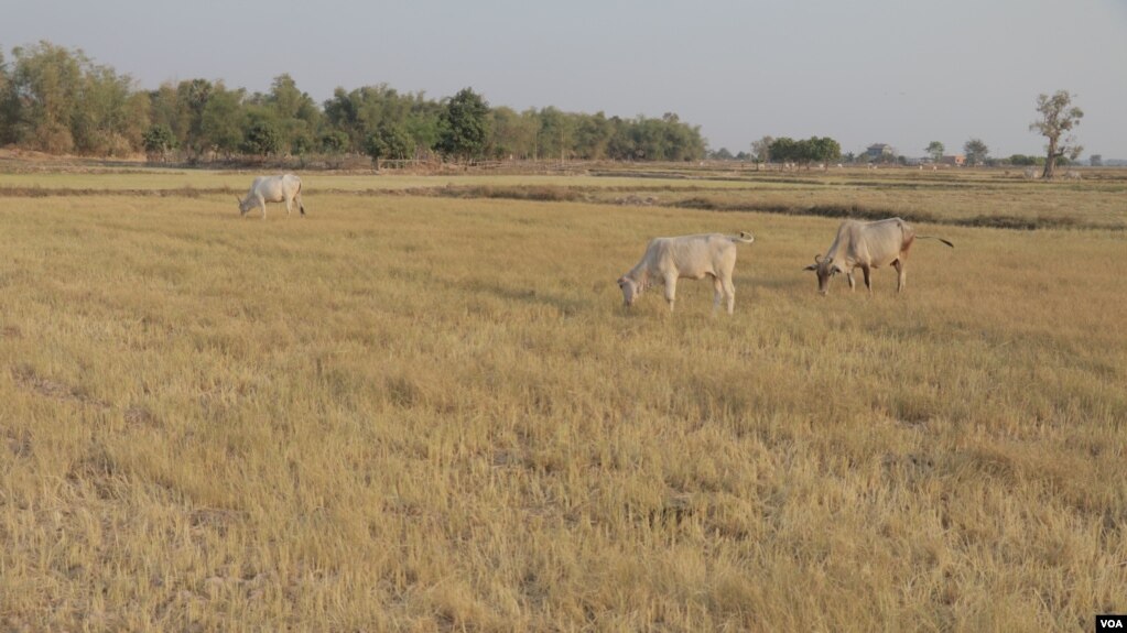 ក្រសួង​កសិកម្ម​ ធនធាន​ទឹក និង​អភិវឌ្ឍន៍​ជនបទ​ប្រកាស​ដោះស្រាយ​បញ្ហា​​​កសិករ​រួមគ្នា 