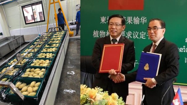 ចិន​អនុញ្ញាត​​ជា​​ផ្លូវ​ការ​​​​​​ឲ្យ​​កម្ពុជា​នាំ​​ចេញ​​ស្វាយ​​ស្រស់​ ទៅ​​ប្រទេស​​ខ្លួន​