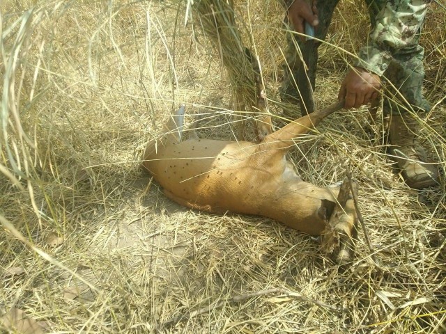 BirdLife បារម្ភ​ពី​ការគំរាមកំហែង​សត្វព្រៃ​នៅ​លំផាត់​ដោយសារ​ការដាក់​អន្ទាក់ និង​ការបំពុល​តាម​ត្រពាំង